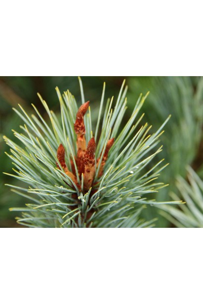 Саджанець Сосна гнучка Цесаріні Блю